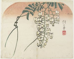 (Glicina blanca), c. 1830 de Hogyoku